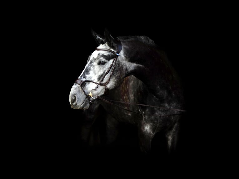 Westfaliano Caballo castrado 10 años 170 cm Tordo in MeppenMeppen