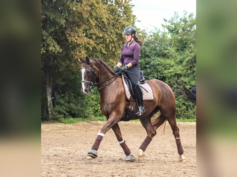 Westfaliano Caballo castrado 10 años 171 cm Alazán-tostado in Velbert