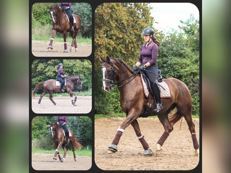 Westfaliano Caballo castrado 10 años 171 cm Alazán-tostado in Velbert