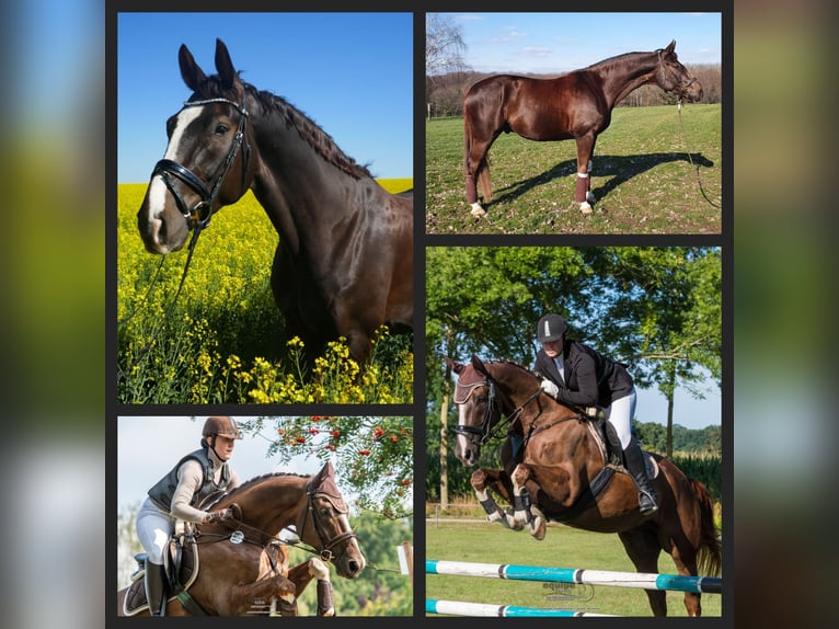 Westfaliano Caballo castrado 10 años 171 cm Alazán-tostado in Velbert