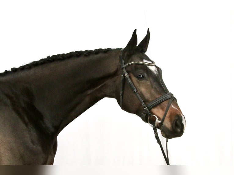 Westfaliano Caballo castrado 10 años 171 cm Morcillo in Langwedel