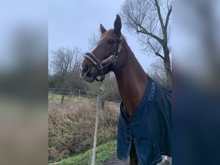 Westfaliano Caballo castrado 10 años 172 cm Alazán in Bad Dürkheim
