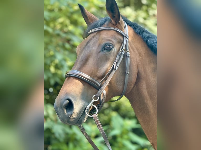 Westfaliano Caballo castrado 10 años 172 cm Castaño in Salzkotten