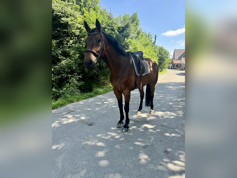 Westfaliano Caballo castrado 10 años 172 cm Castaño in Salzkotten