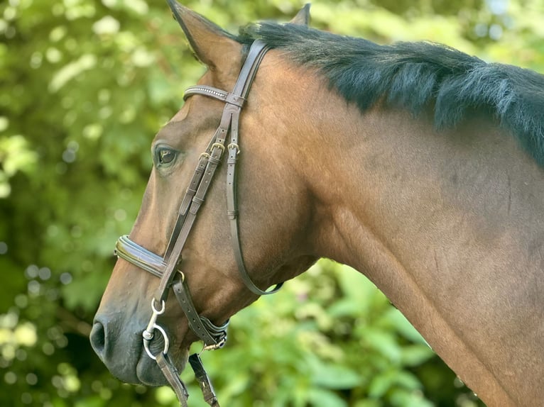 Westfaliano Caballo castrado 10 años 172 cm Castaño in Salzkotten