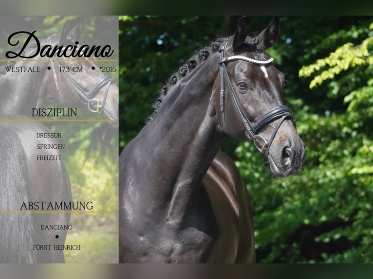 Westfaliano Caballo castrado 10 años 173 cm Morcillo in Nettersheim