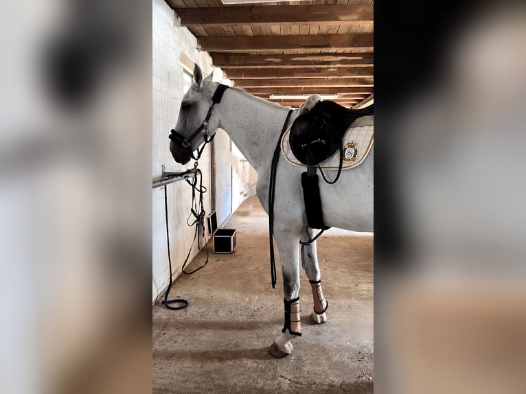 Westfaliano Caballo castrado 10 años 173 cm Tordo rodado in Bad Oeynhausen