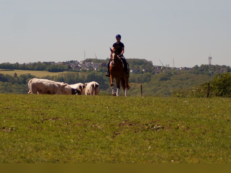 Westfaliano Caballo castrado 10 años 174 cm Alazán in Iserlohn