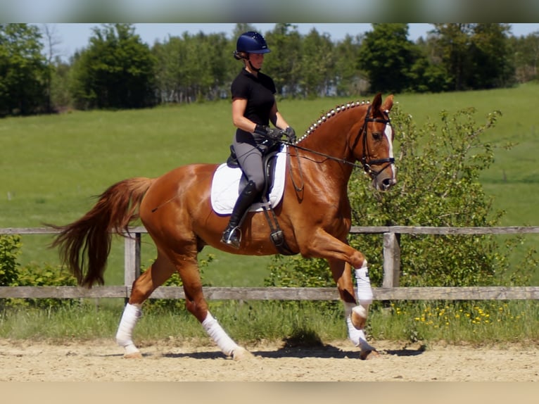 Westfaliano Caballo castrado 10 años 174 cm Alazán in Iserlohn