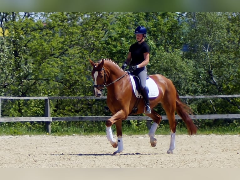 Westfaliano Caballo castrado 10 años 174 cm Alazán in Iserlohn