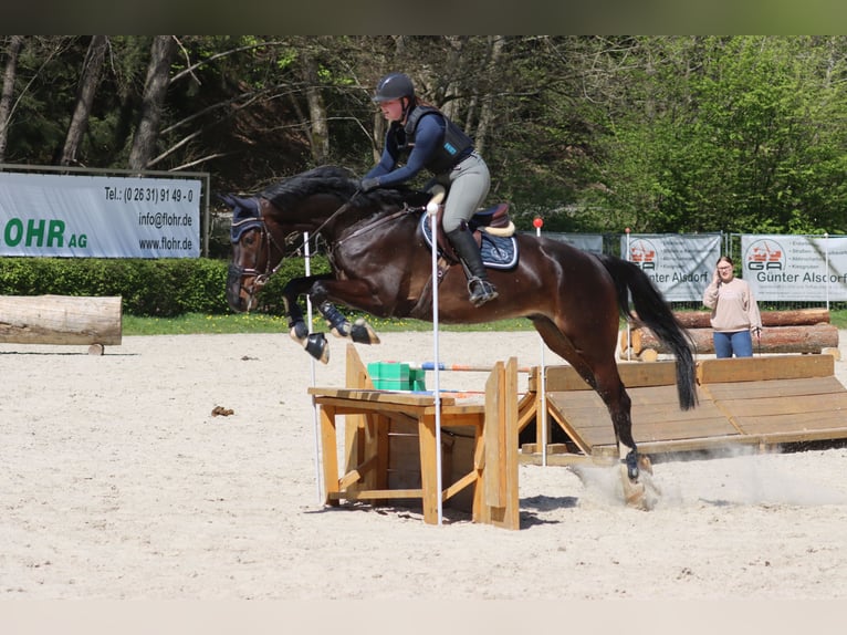 Westfaliano Caballo castrado 10 años 174 cm Castaño in Elsoff