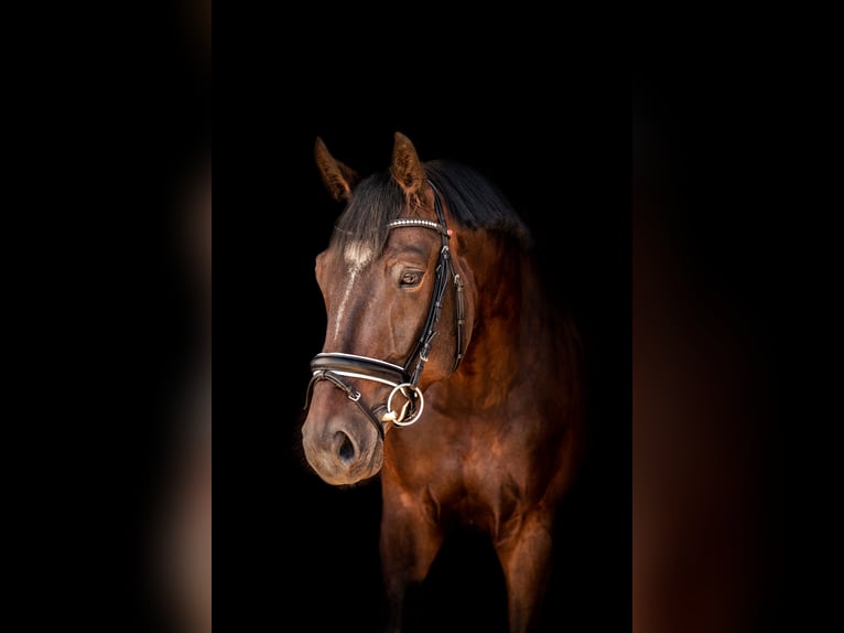 Westfaliano Caballo castrado 10 años 174 cm Castaño oscuro in Rheda-Wiedenbrück