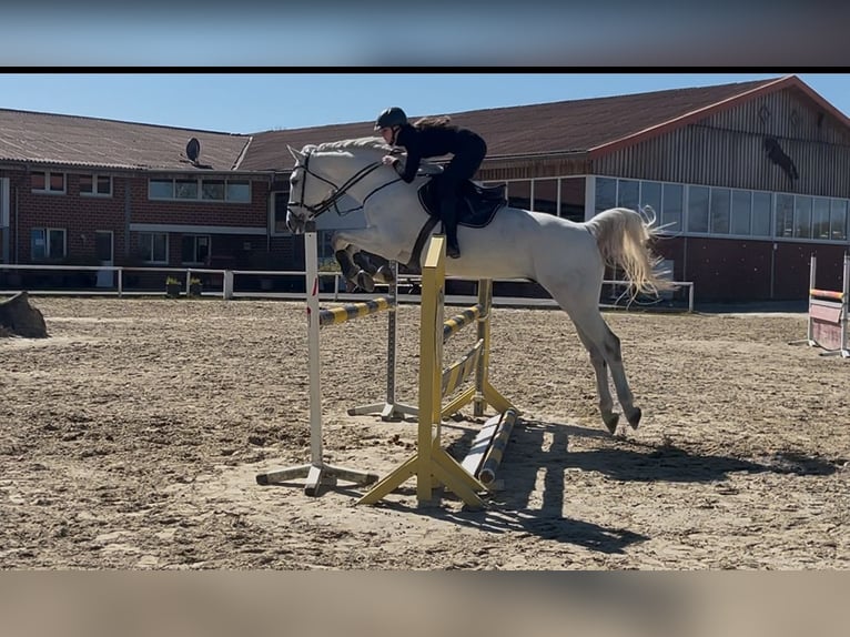 Westfaliano Caballo castrado 10 años 174 cm Tordo in Datteln