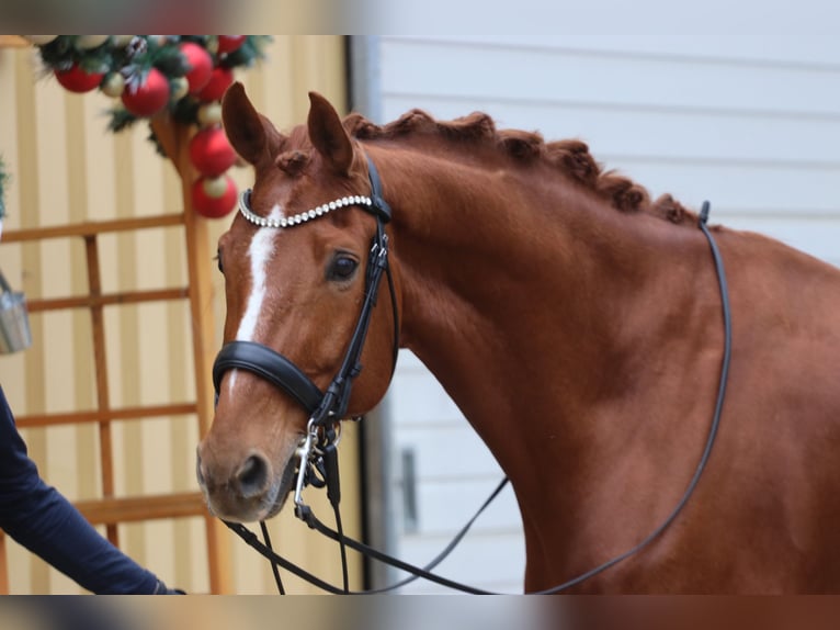 Westfaliano Caballo castrado 10 años 175 cm Alazán in Erftstadt