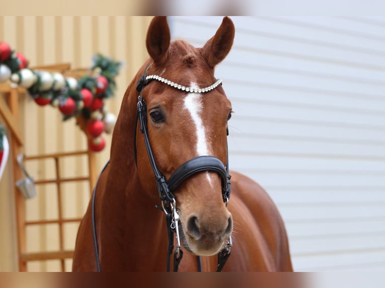 Westfaliano Caballo castrado 10 años 175 cm Alazán in Erftstadt