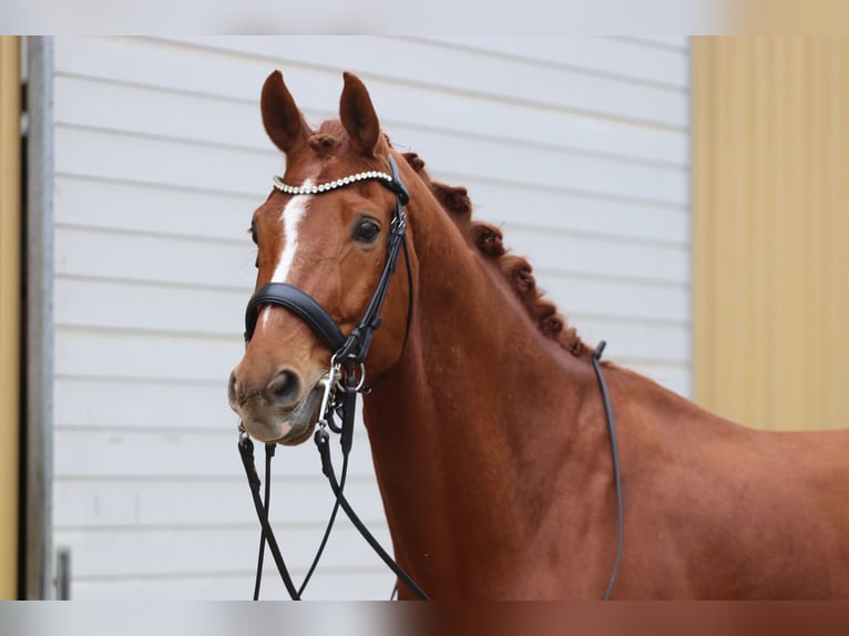 Westfaliano Caballo castrado 10 años 175 cm Alazán in Erftstadt