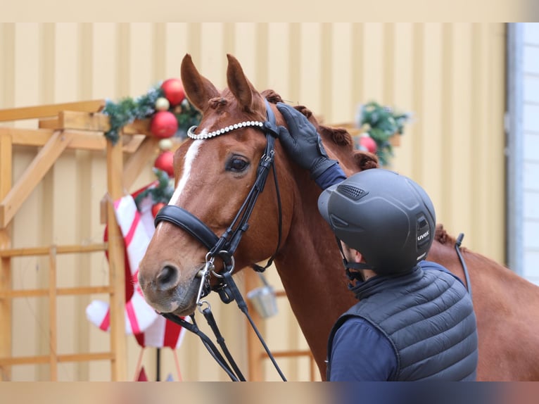 Westfaliano Caballo castrado 10 años 175 cm Alazán in Erftstadt