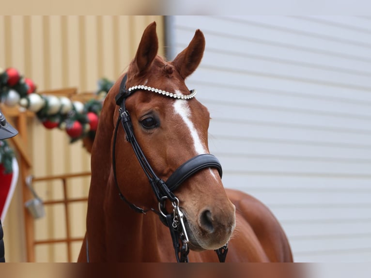 Westfaliano Caballo castrado 10 años 175 cm Alazán in Erftstadt