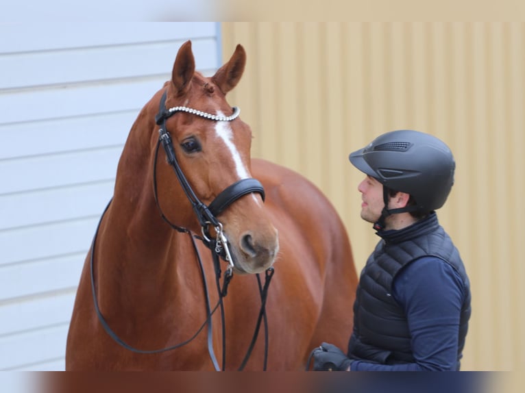 Westfaliano Caballo castrado 10 años 175 cm Alazán in Erftstadt