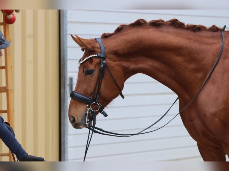 Westfaliano Caballo castrado 10 años 175 cm Alazán in Erftstadt