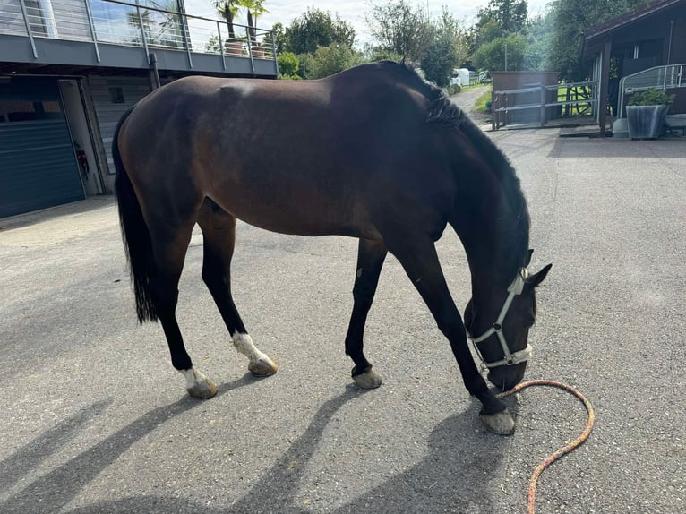 Westfaliano Caballo castrado 10 años 176 cm Castaño oscuro in Wollerau