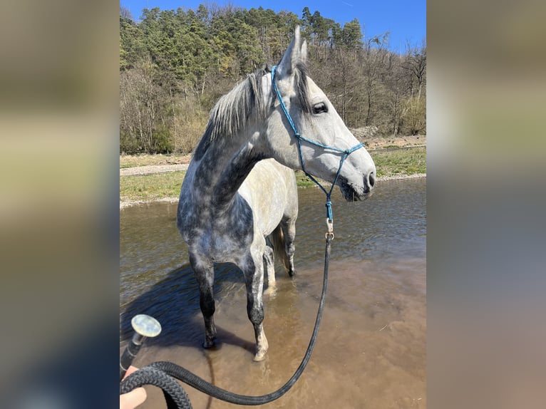Westfaliano Caballo castrado 10 años 176 cm Tordo rodado in Warburg