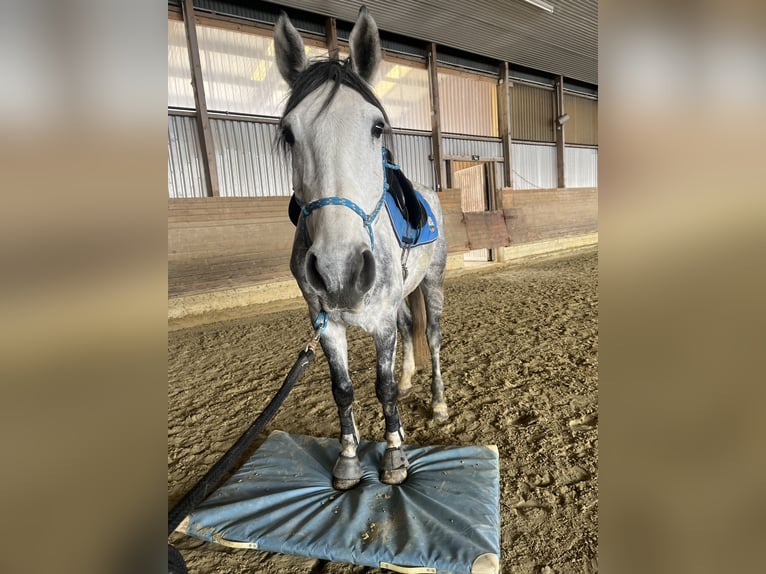 Westfaliano Caballo castrado 10 años 176 cm Tordo rodado in Warburg