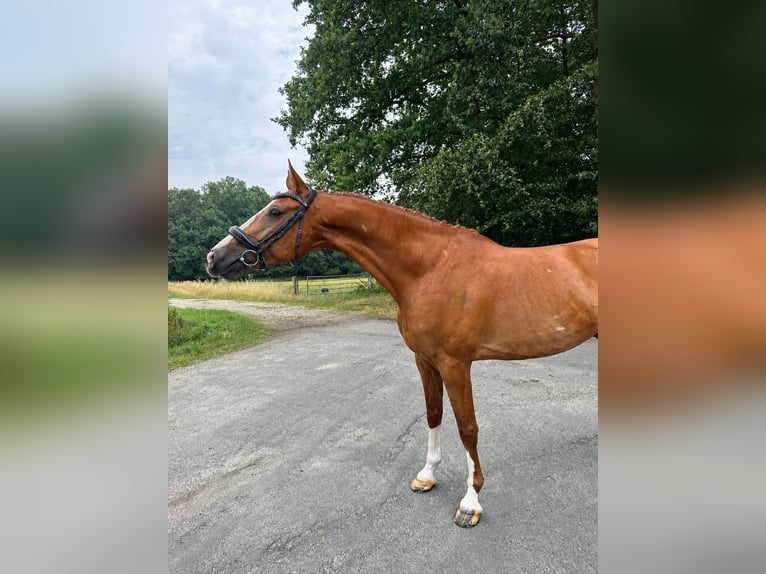 Westfaliano Caballo castrado 10 años 178 cm Alazán in Dülmen