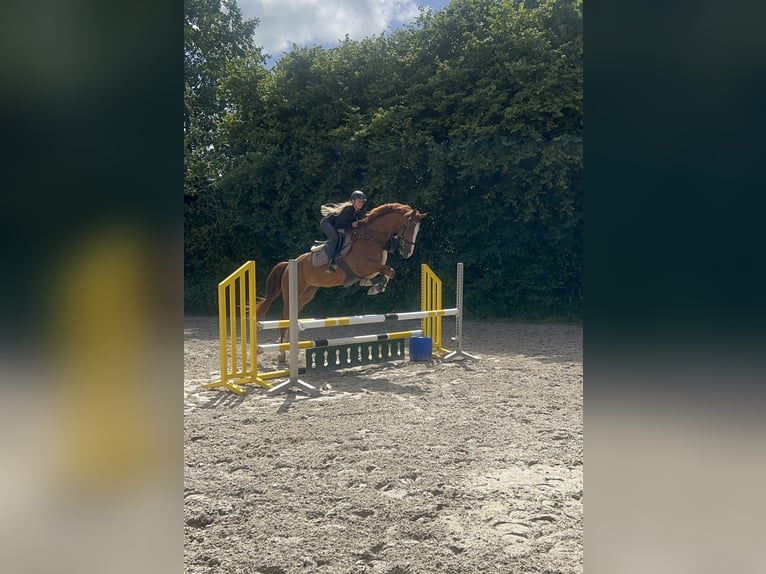 Westfaliano Caballo castrado 10 años 178 cm Alazán in Dülmen