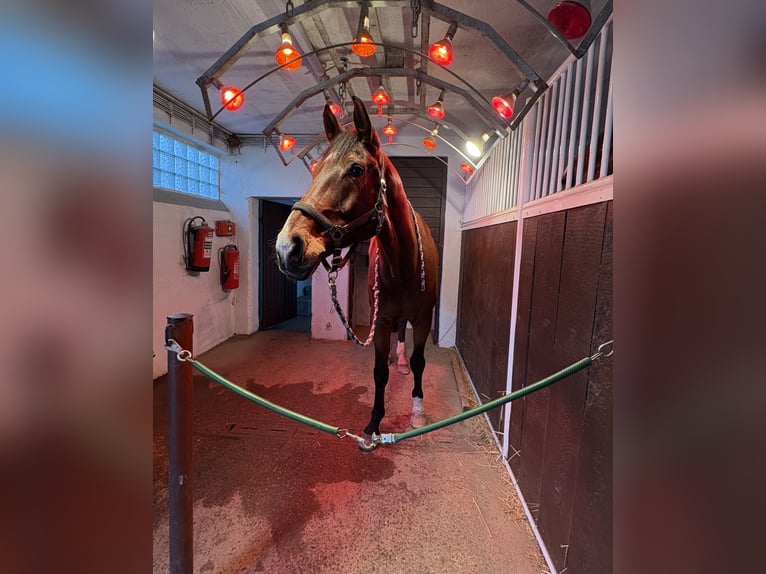 Westfaliano Caballo castrado 10 años 178 cm Castaño in Ketsch