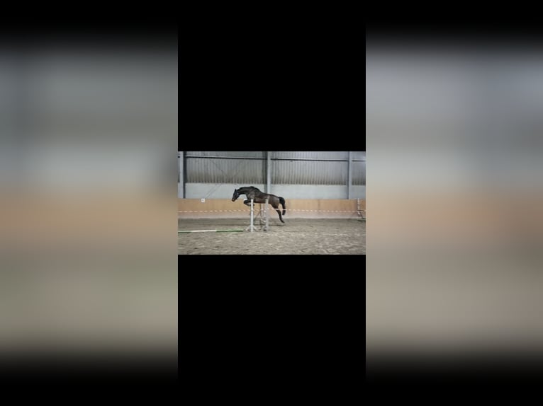 Westfaliano Caballo castrado 10 años 178 cm Castaño oscuro in Dormagen