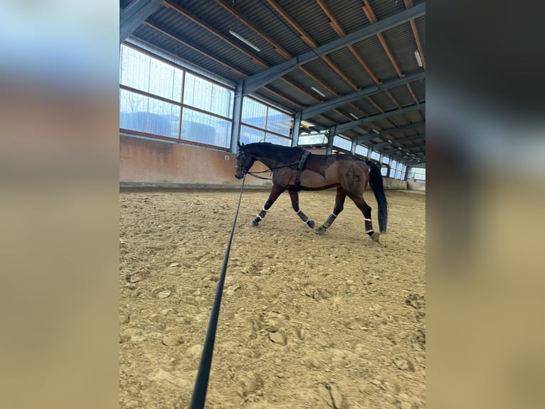 Westfaliano Caballo castrado 10 años 178 cm Castaño oscuro in Dormagen