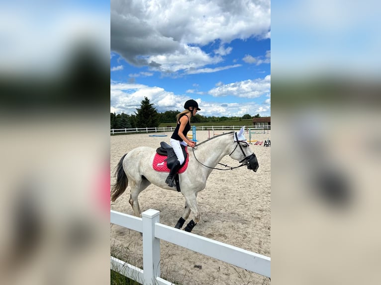 Westfaliano Caballo castrado 10 años 178 cm Tordo in Olsztyn