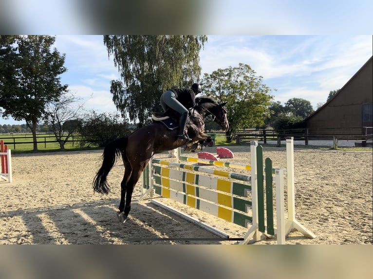 Westfaliano Caballo castrado 10 años 180 cm Castaño oscuro in Bottrop