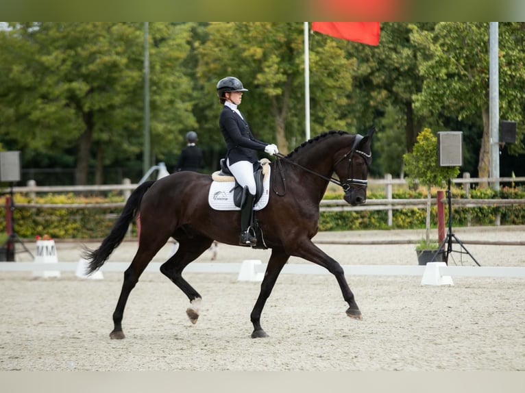 Westfaliano Caballo castrado 10 años 180 cm Negro in Ter Apelkanaal