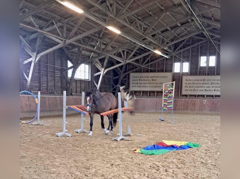 Westfaliano Caballo castrado 10 años 183 cm Castaño in Lippstadt