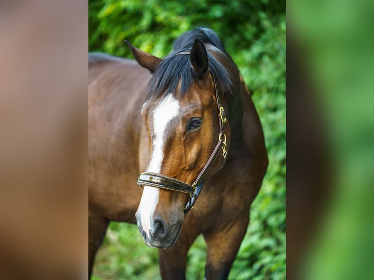 Westfaliano Caballo castrado 10 años 183 cm Castaño in Lippstadt