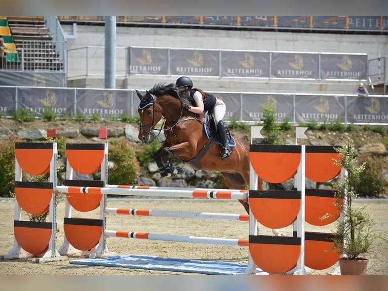 Westfaliano Caballo castrado 10 años Castaño in Leur