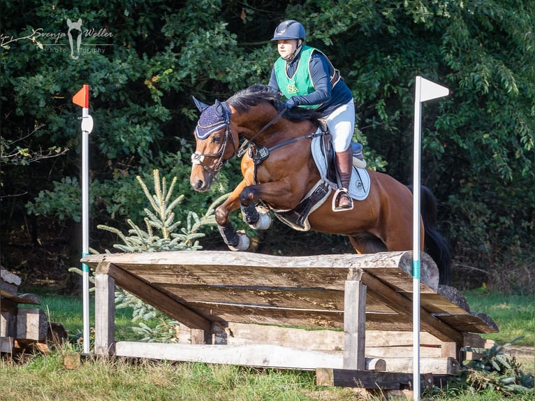 Westfaliano Caballo castrado 11 años 160 cm Castaño in Witten
