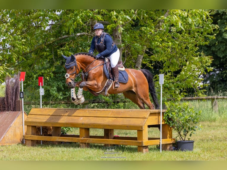 Westfaliano Caballo castrado 11 años 160 cm Castaño in Witten