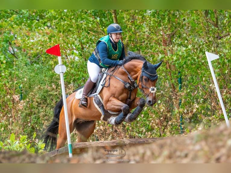 Westfaliano Caballo castrado 11 años 160 cm Castaño in Witten