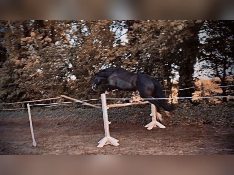 Westfaliano Caballo castrado 11 años 166 cm Negro in Cuxhaven
