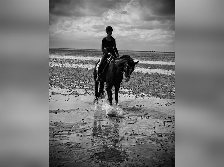 Westfaliano Caballo castrado 11 años 166 cm Negro in Cuxhaven