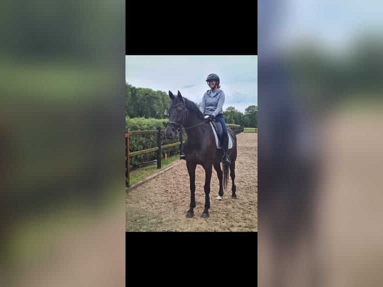 Westfaliano Caballo castrado 11 años 167 cm Morcillo in Olenolen