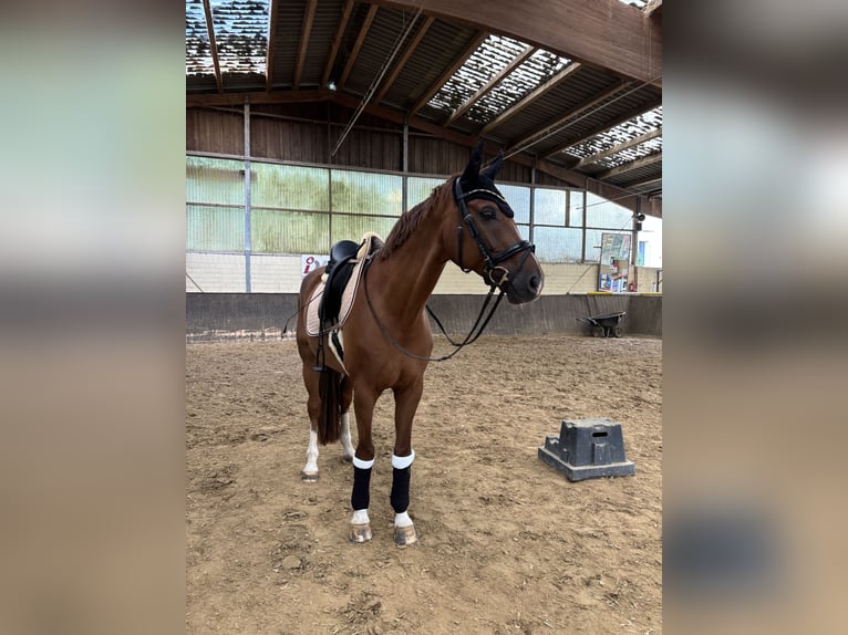 Westfaliano Caballo castrado 11 años 168 cm in Bergisch Gladbach