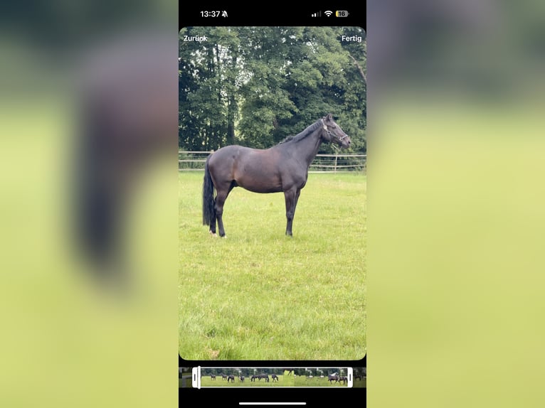 Westfaliano Caballo castrado 11 años 168 cm Castaño oscuro in Detmold