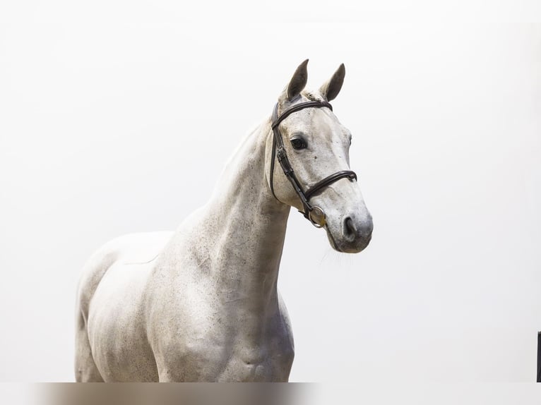 Westfaliano Caballo castrado 11 años 168 cm Tordo in Waddinxveen