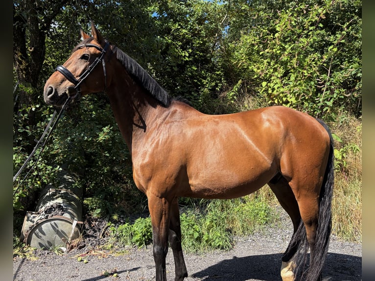 Westfaliano Caballo castrado 11 años 169 cm Castaño in Kirchberg an der Raab
