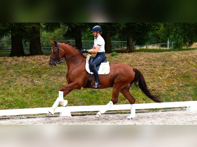 Westfaliano Caballo castrado 11 años 170 cm Alazán in Freiensteinau