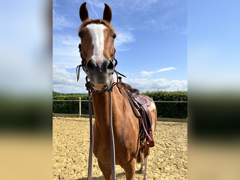 Westfaliano Caballo castrado 11 años 170 cm Alazán in Diemelsee